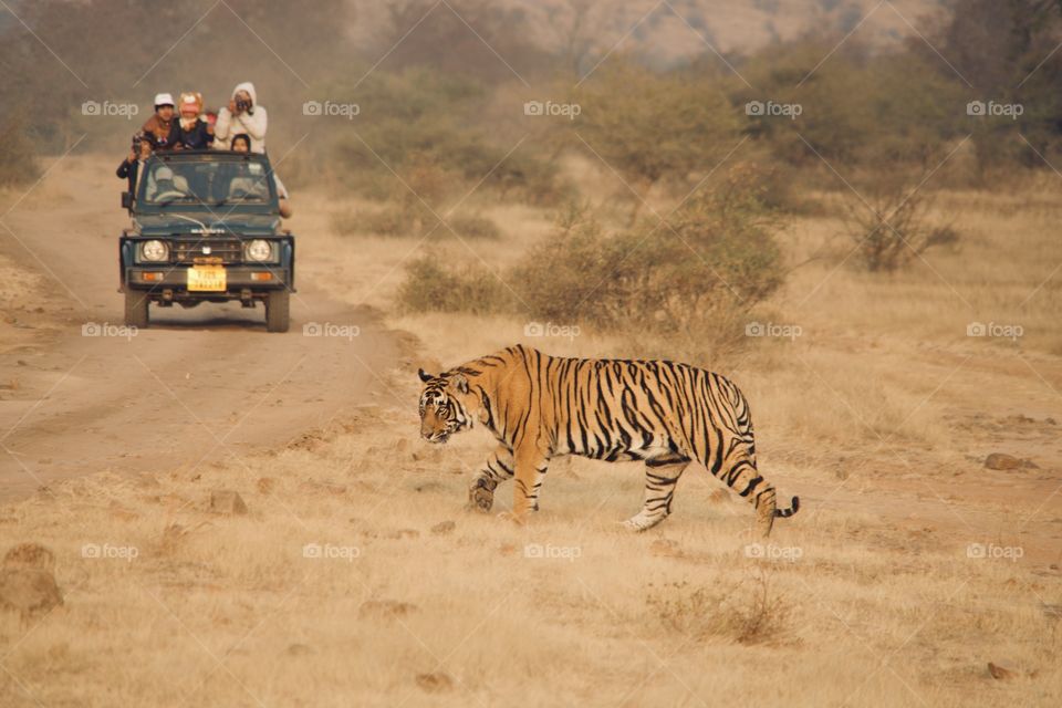 Wild tiger in India walking in its natural habit and stalking prey 