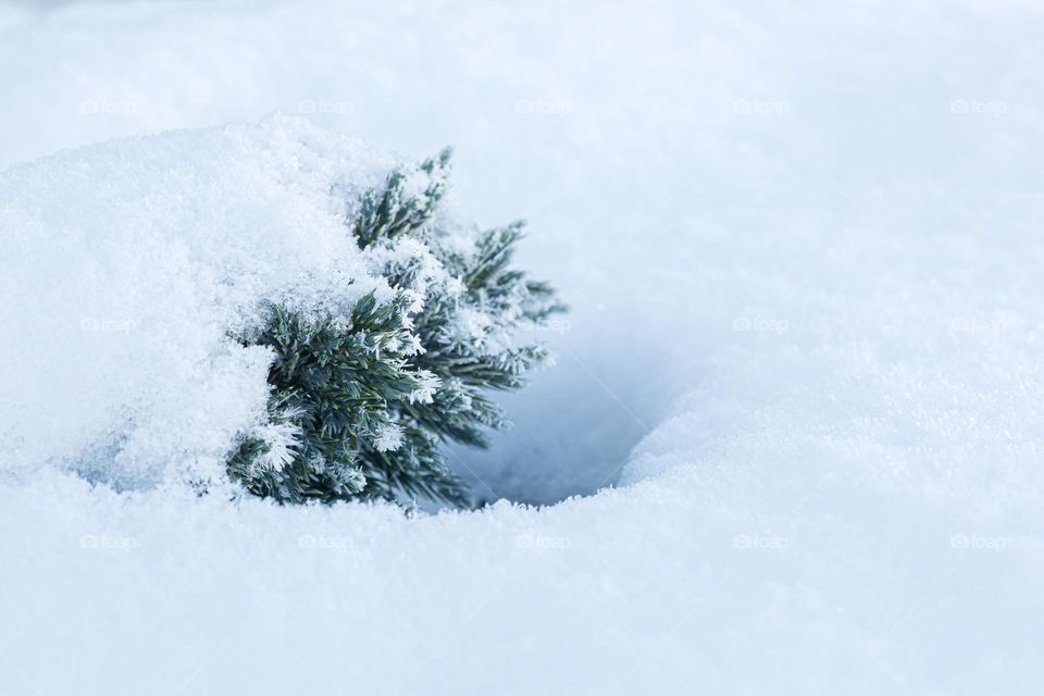 Small green conifer plant covered with white snow and frost