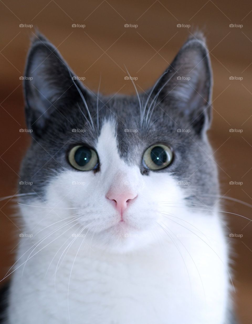 Grey and white cute cat