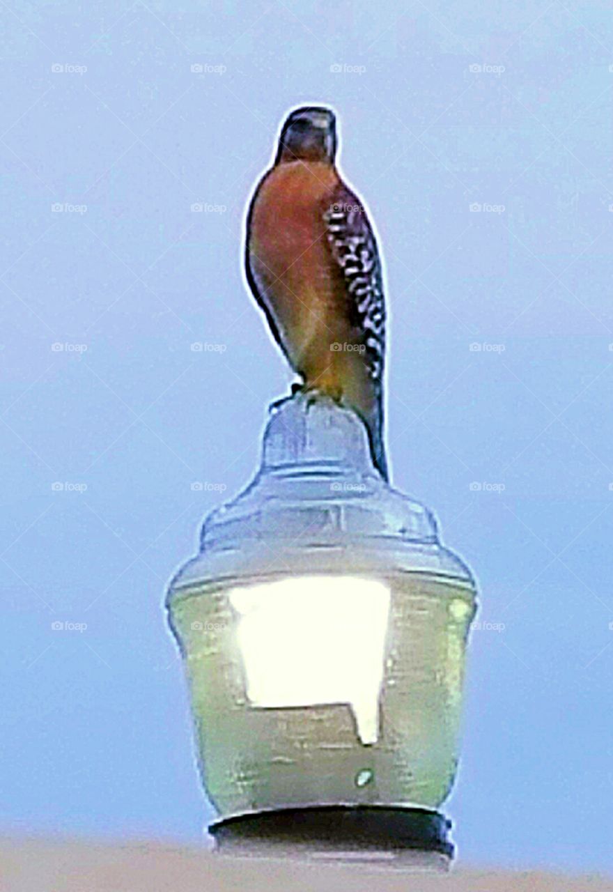 Hawk on the lamp
