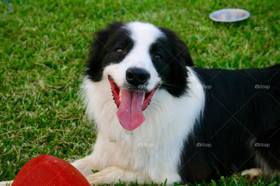 Collie sitting in grass looking at camera