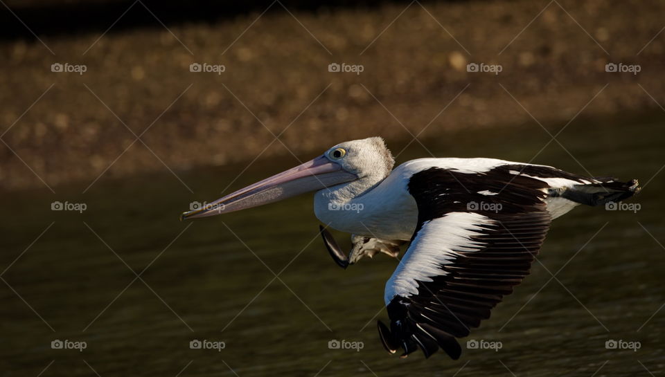 Australian Pelican