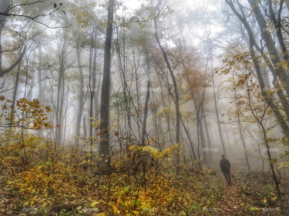 Hiking on a foggy Autumn day in the Shenandoah National Park.