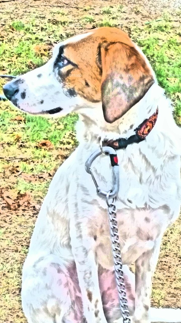 You ain't nothin but a hound dog