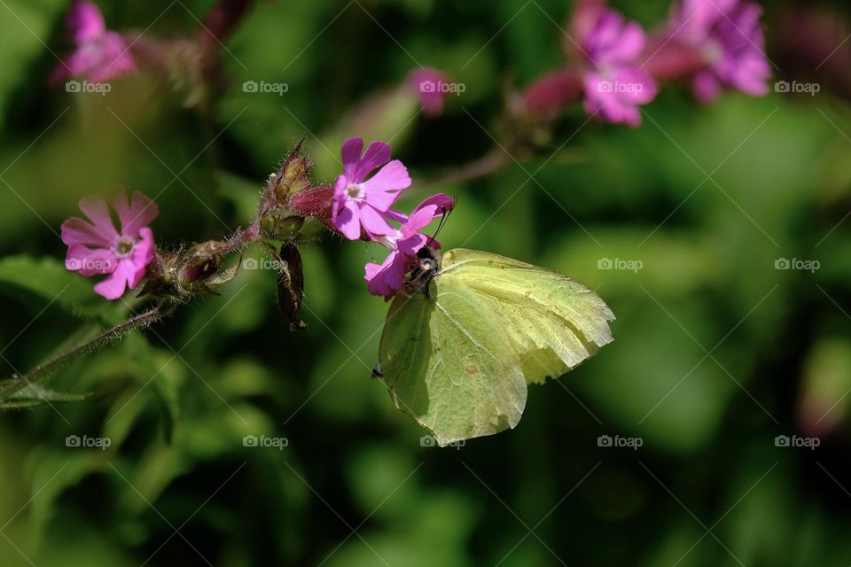 Close-up of green butterfly pollinating a pink flower. 