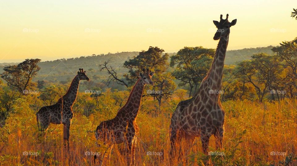 Drei Giraffen,  die Mutter und ihre beiden Jungtiere, wandern bei Morgensonne durch die Savanne des Krüger Nationalparks. 

Three giraffes, a mother and her two children, are walking across the savanna of the Kruger National Park in South Africa during sunrise. 