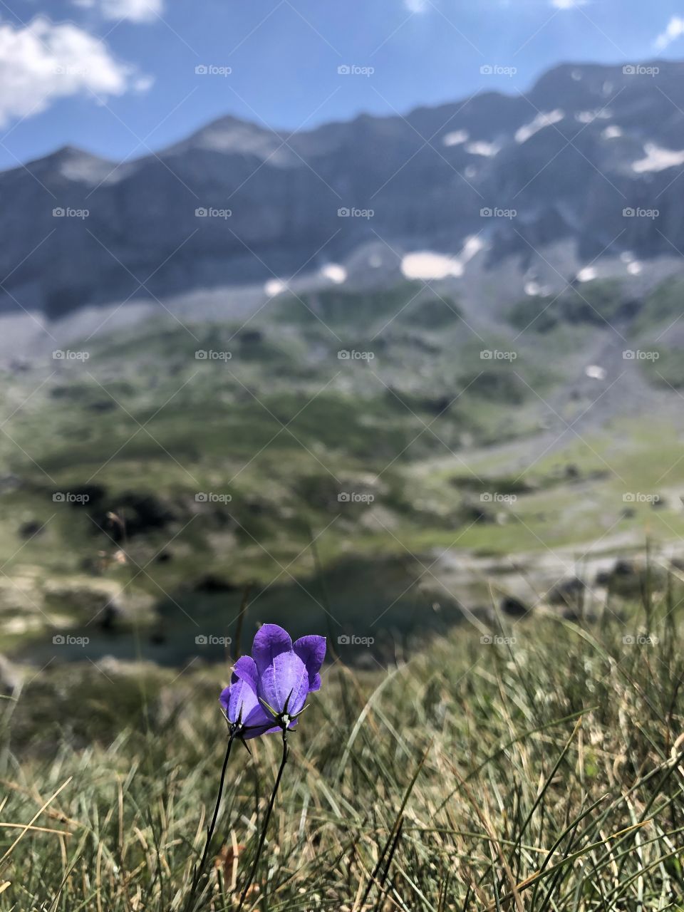 Flores y montañas : la receta de la tranquilidad