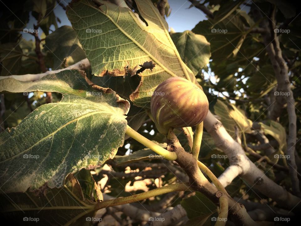 Fig on a tree
