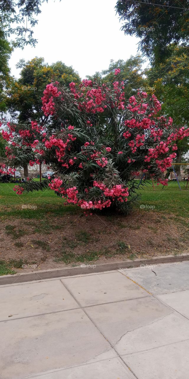 Singular and beautiful