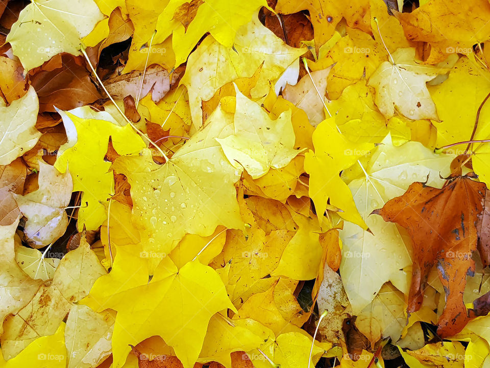 piles of leaves full of sunshiny colour as they lay fallen on the ground