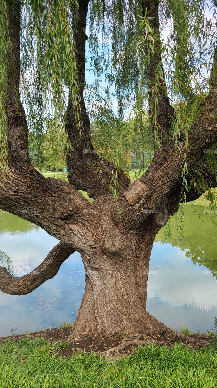 Weeping willow