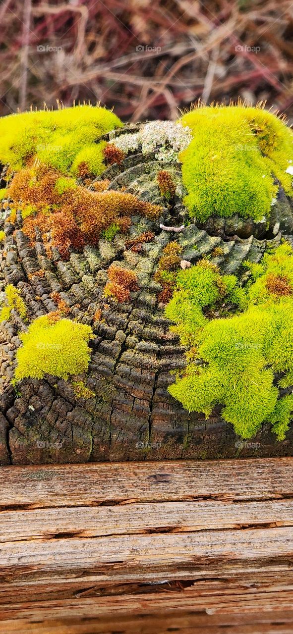 close up of colorful Spring moss growing on a park bridge railing post in after a rain in Oregon