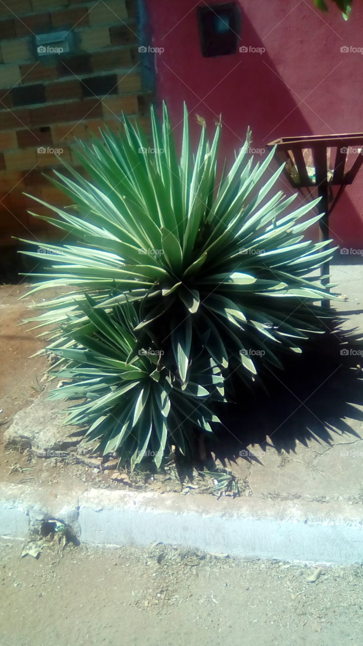 planta perfeita