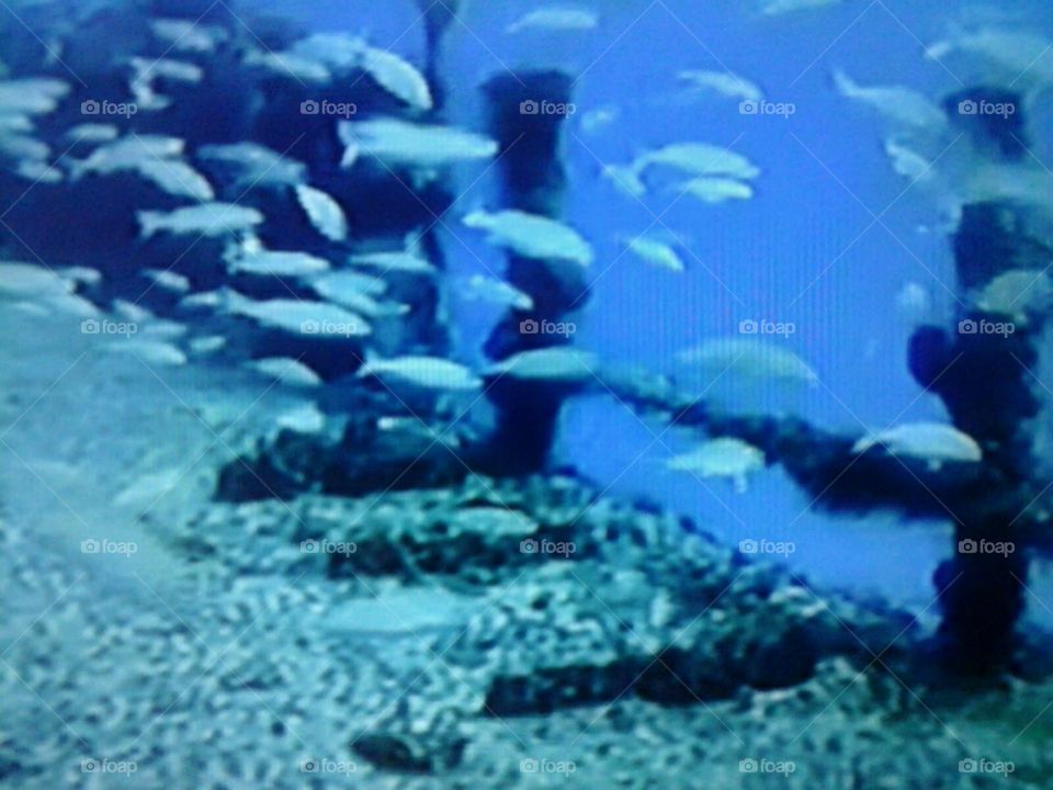 Underwater, Water, Sea, Ocean, Nature