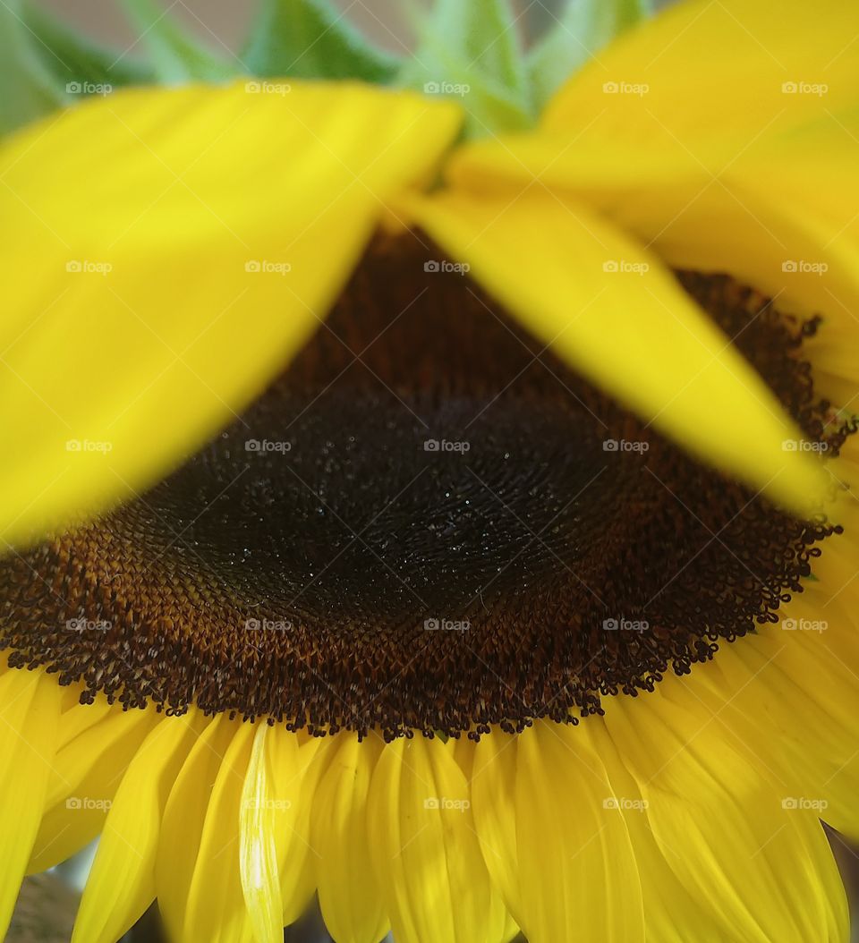 Close-up of a sunflower with half of the petals very close and blurred and the other half more detailed and farther away.