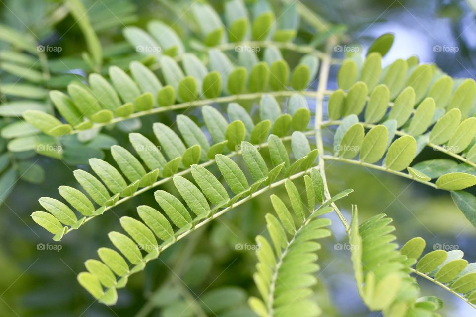 Fern Leaves