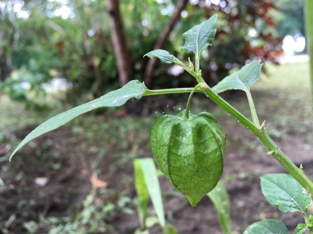 groundcherry