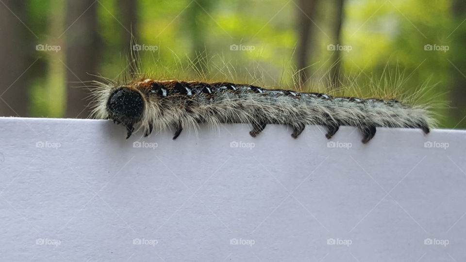 Caterpillar