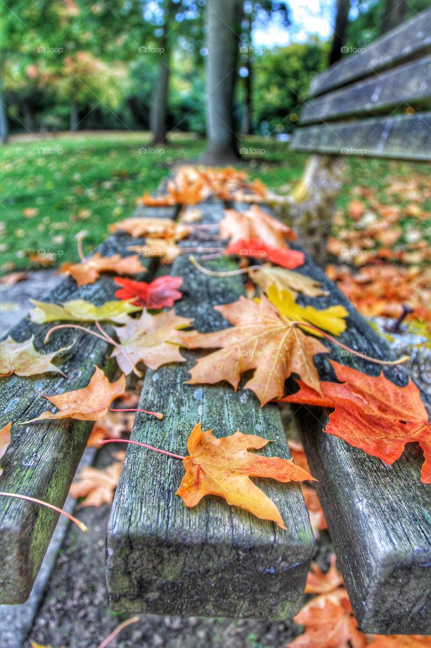 A Park Bench covered in Leaves. A wooden park bench covered in colourful autumnal leaves.