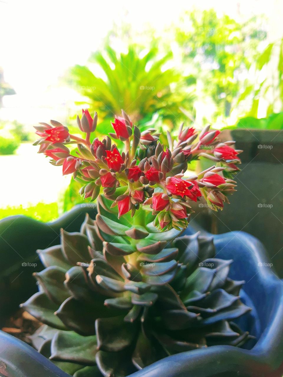 succulent flowers in a vase
