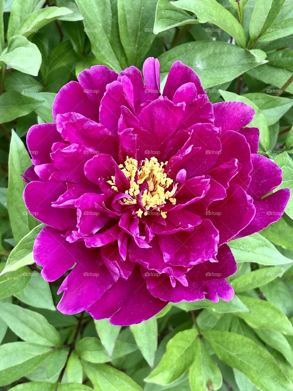 Peony in bloom 