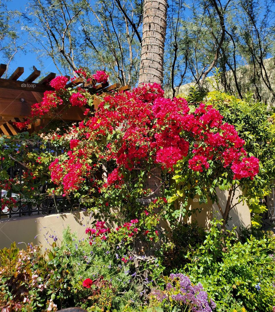 Bougainvillea in the Garden