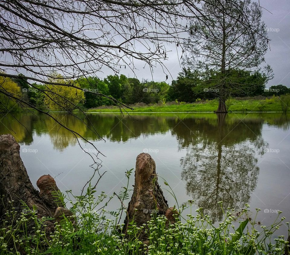 Cypress Reflection