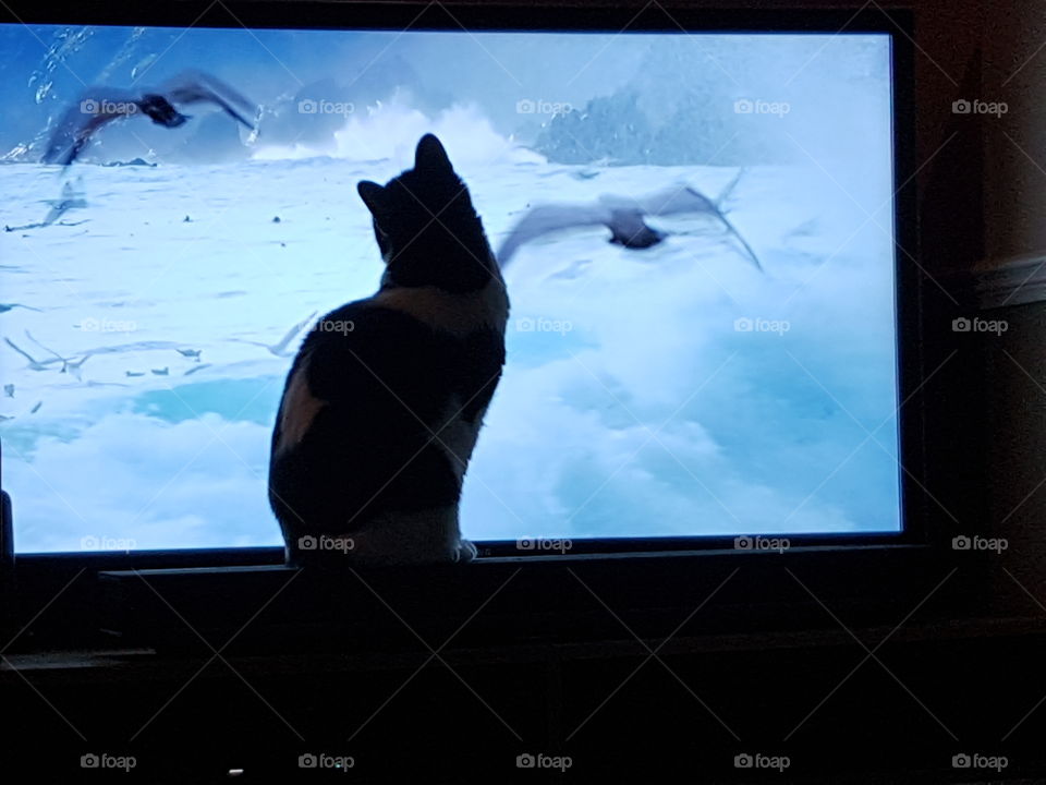 cat watching telly