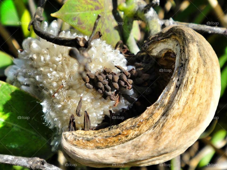 Big strange fruit