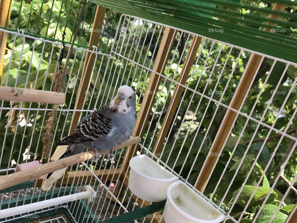 My cute little parrot Chichko Budgerigar - Budgie, enjoying summertime after his bath.