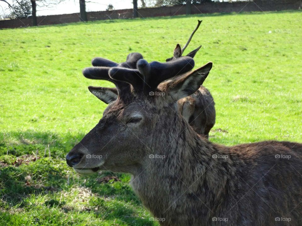 portrait of deer