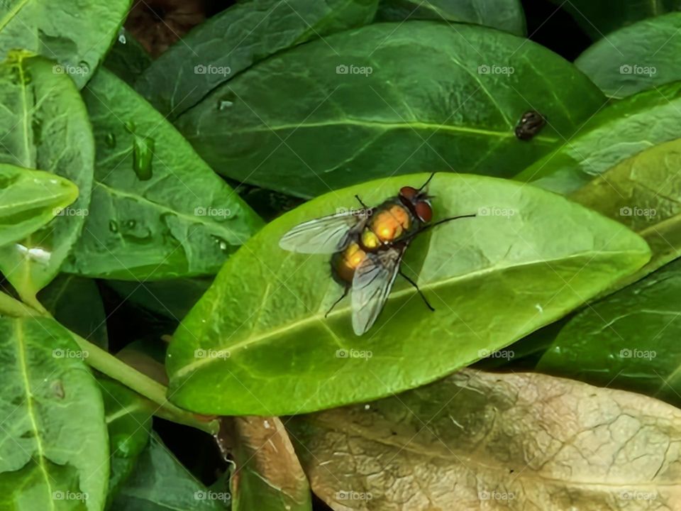 A passerby fly exotic