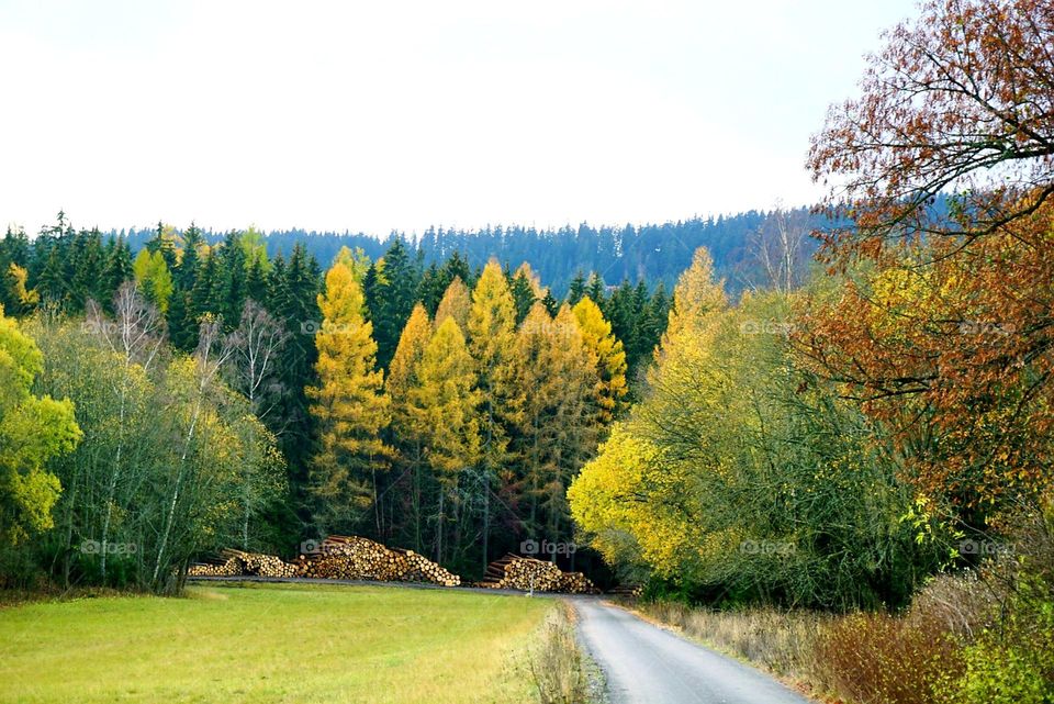 Autumn#colors#leaves