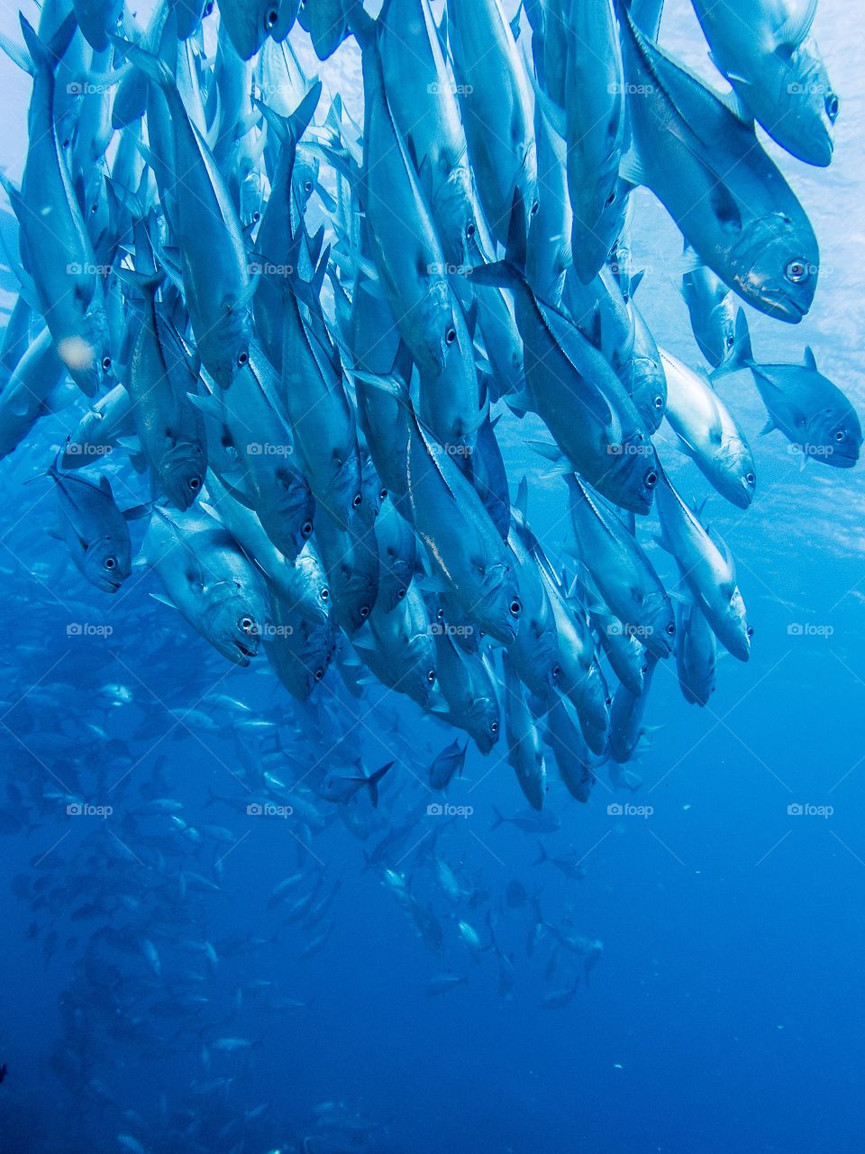 Stunning views of school of Jackfish 