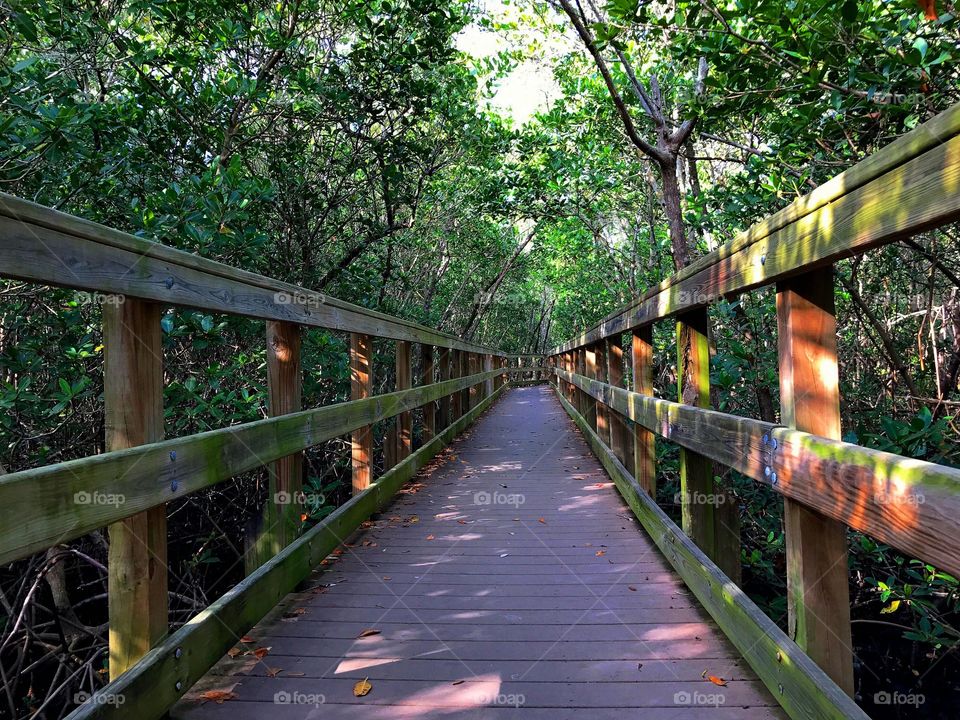  Boardwalk through the wetlands.