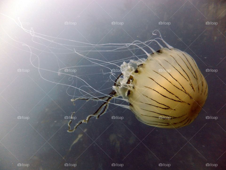 Jellyfish