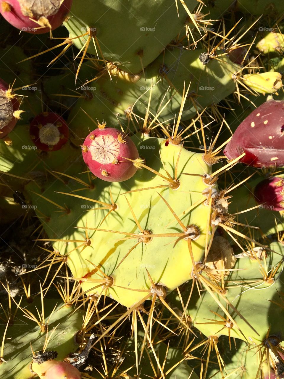Cactus, Portugal 