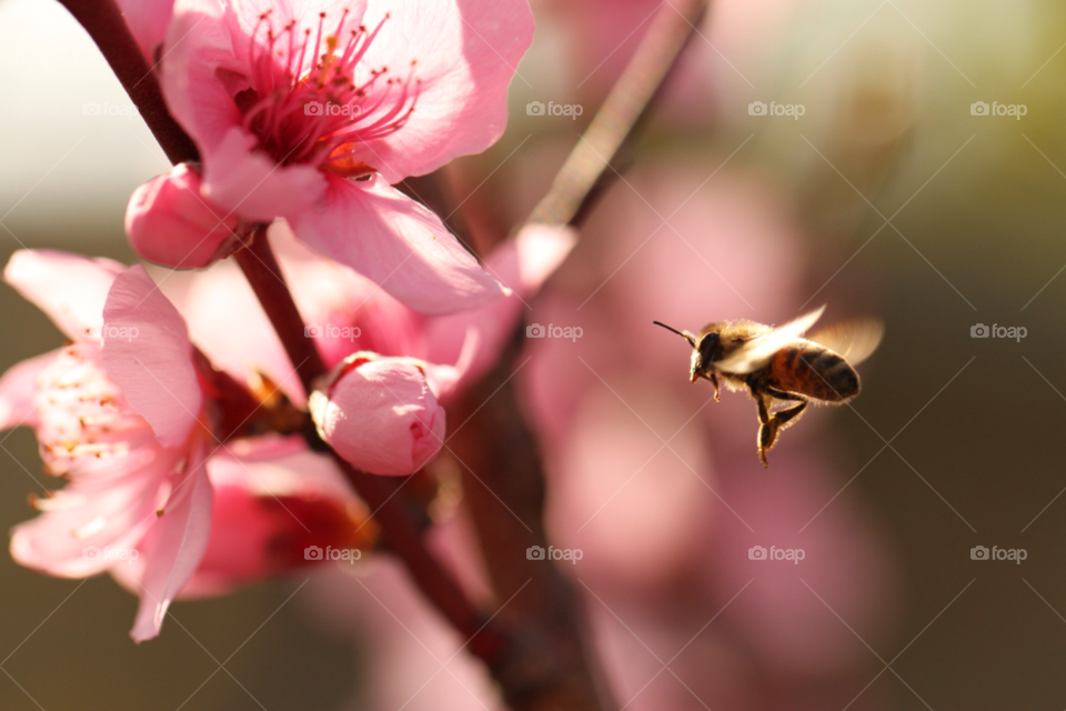 spring flower macro sun by carthe