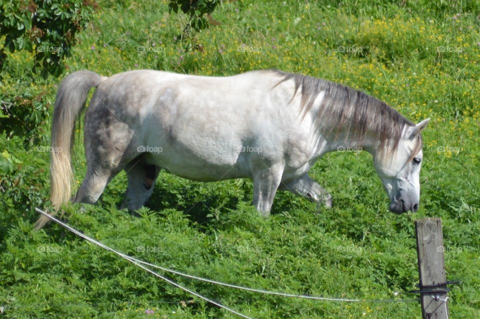 Majestic Horse inGreen Field
