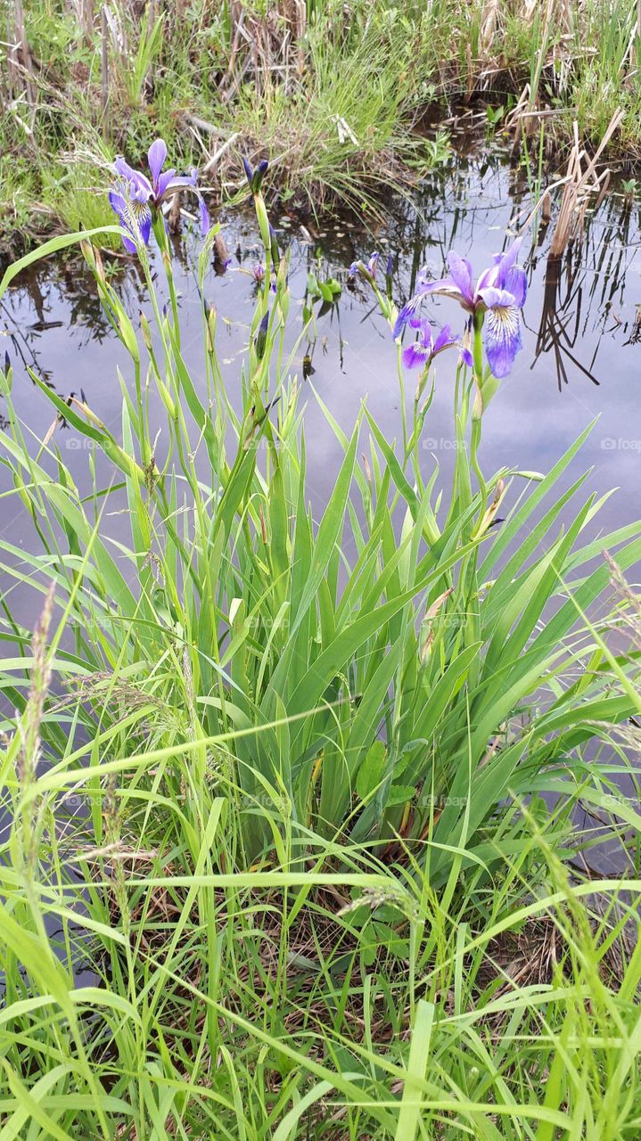 Wild water irises