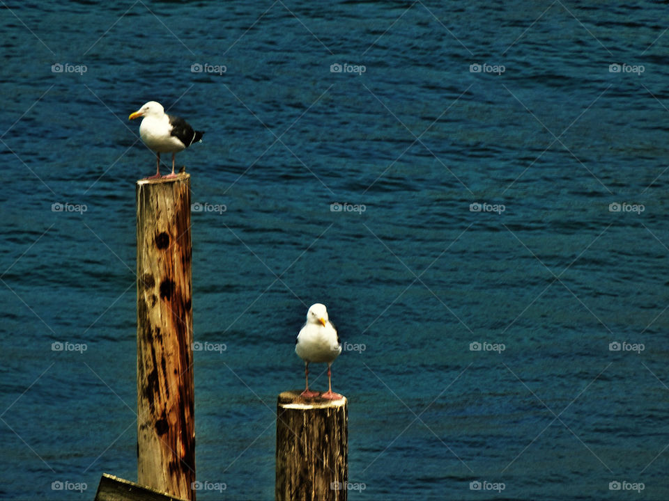 Seagulls perched on a California pier