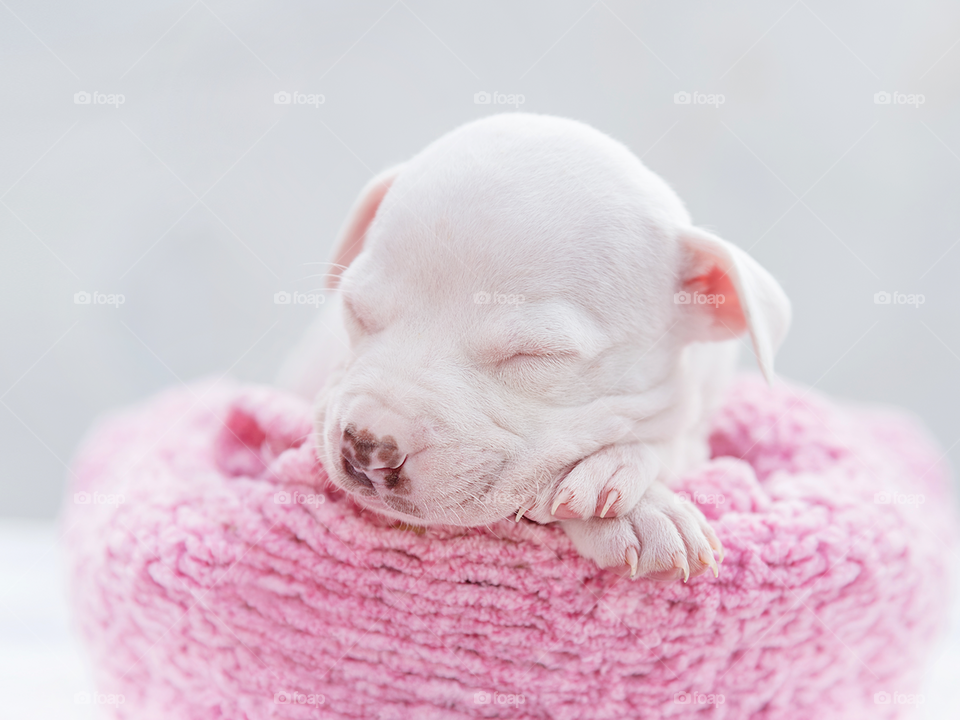 Sleepy puppy - baby pitbull 
