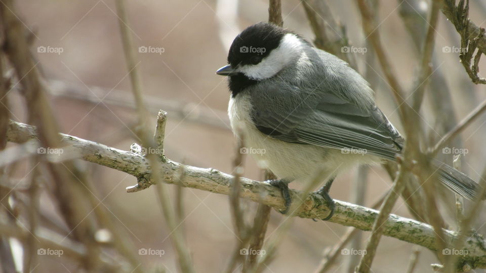 Chickadee
