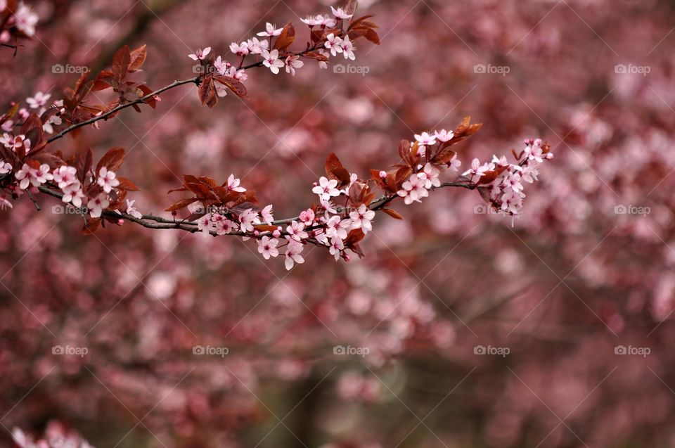 Flower, Cherry, Tree, No Person, Nature