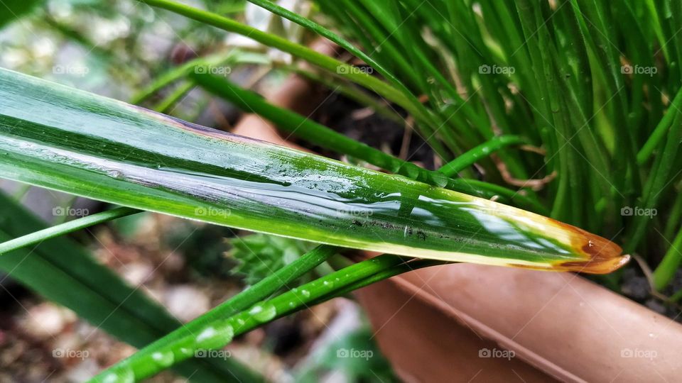 green natural background