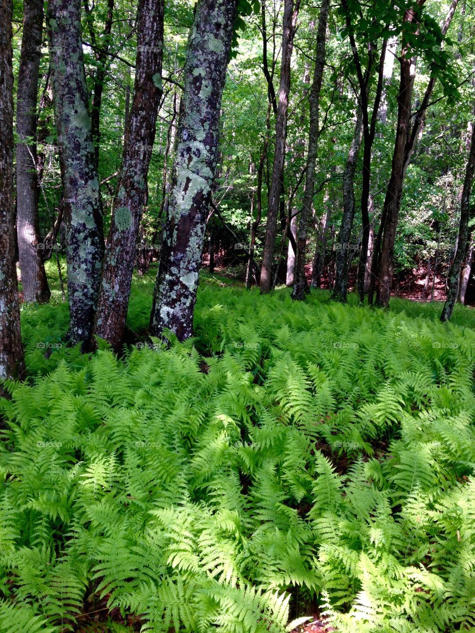 Forest amongst the Ferns 