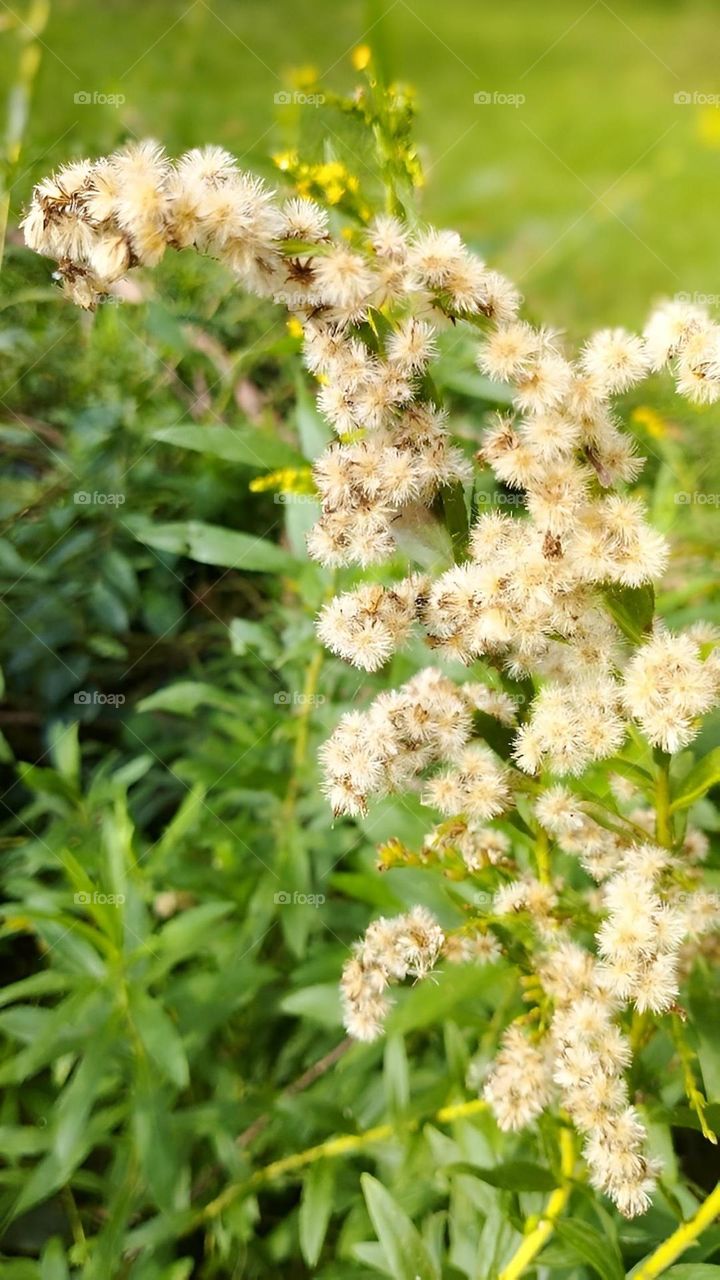 Small Flowers