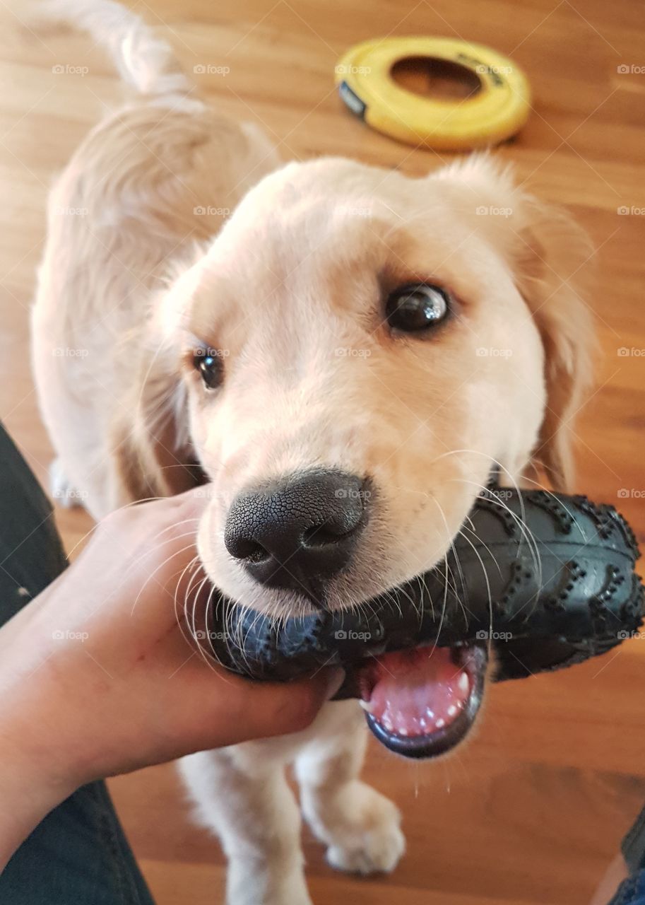 “Someone thought I needed the tire biter because I shredded her arm a little too much!” Still cute!