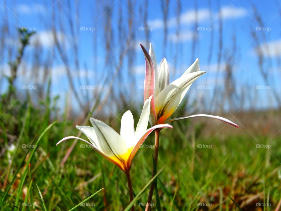 Steppe tulips