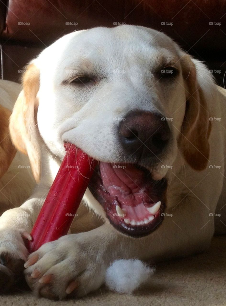 Dog with chew!
